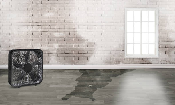 Best Water damage restoration services  in New Buffalo, MI